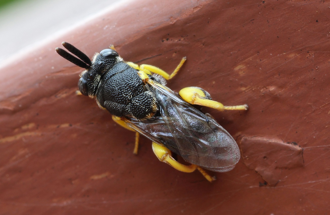 Chalcididae:  Brachymeria femorata (cfr.)